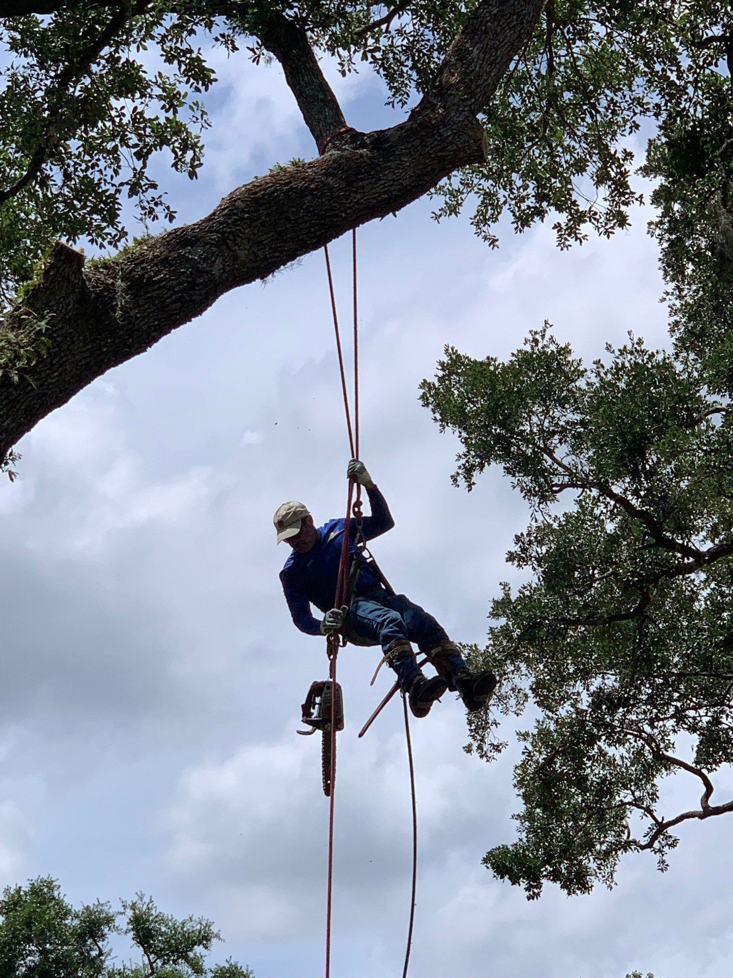 Arborist, wearing safety gear, uses chainsaw while suspended in a tree against a cloudy sky.