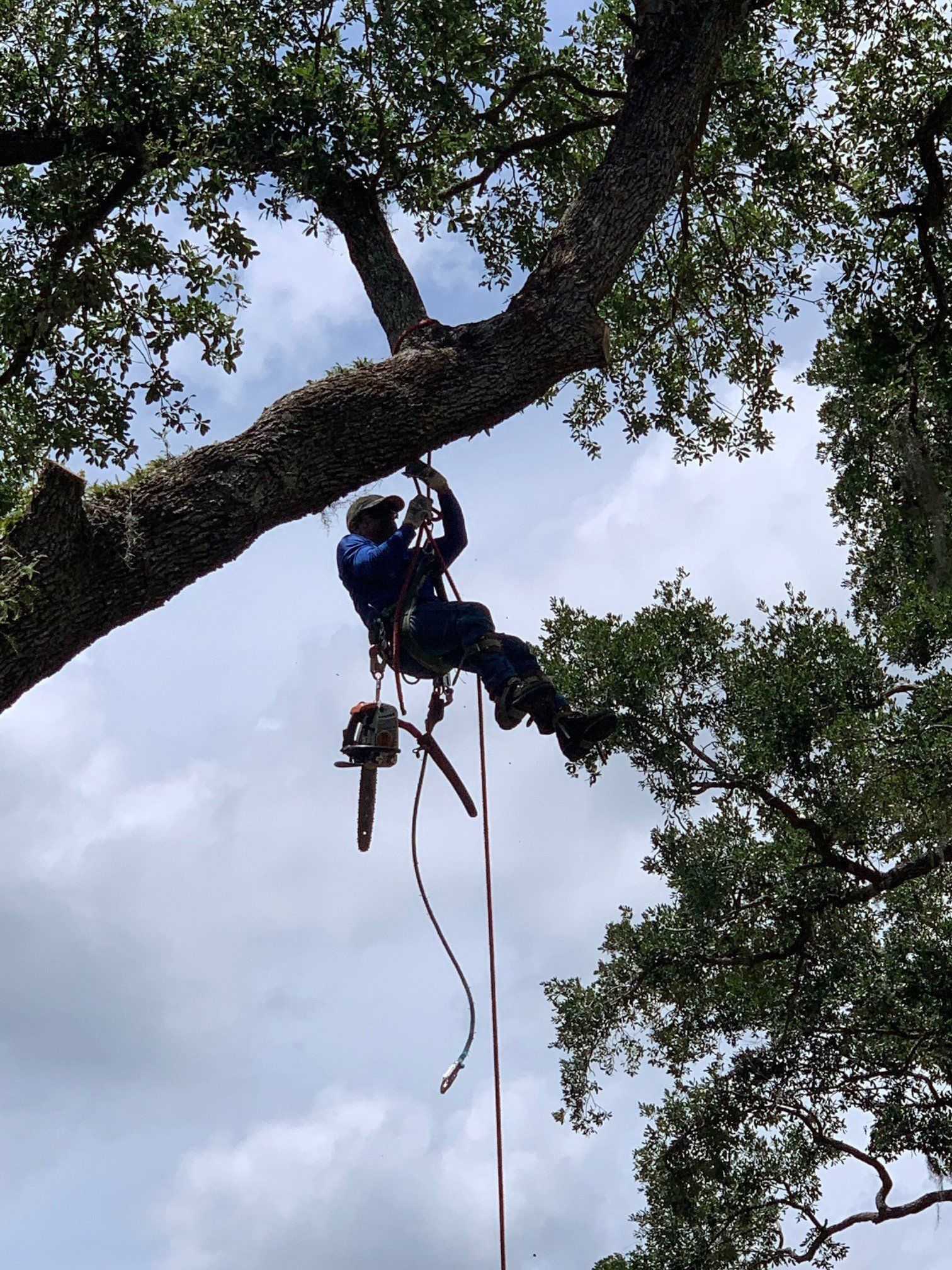 Arborist in a blue shirt and helmet cutting a tree branch with a chainsaw. Hanging in the tree against a cloudy sky.