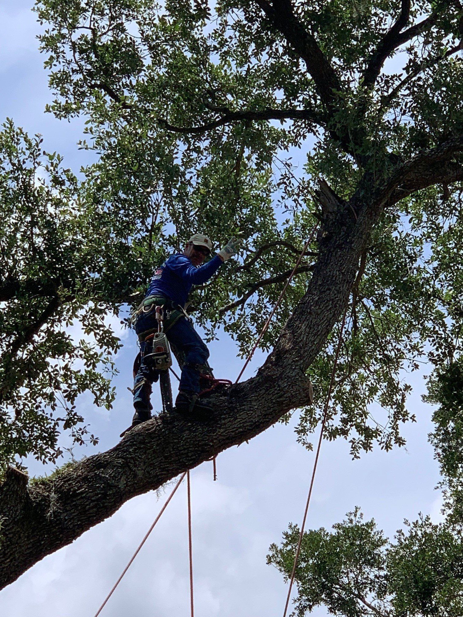 Arborist in blue suit and harness on large tree branch against a cloudy sky, pruning branches.