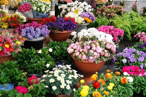 Fiori in vaso