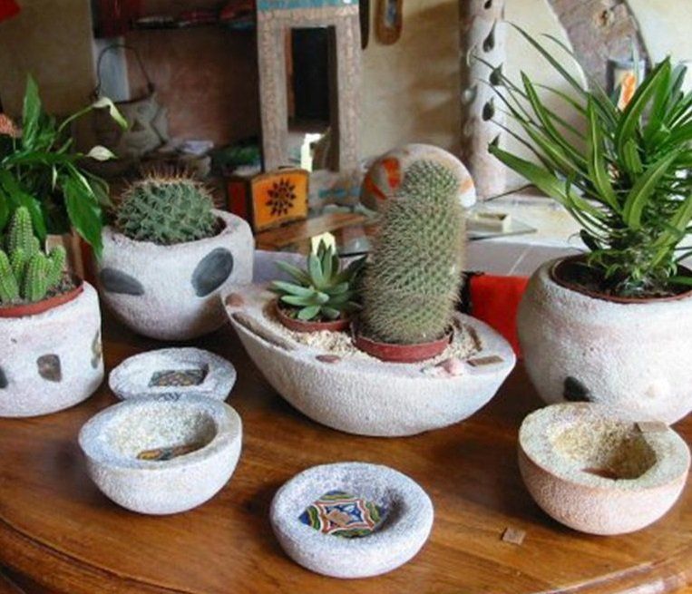 Cactus in vaso