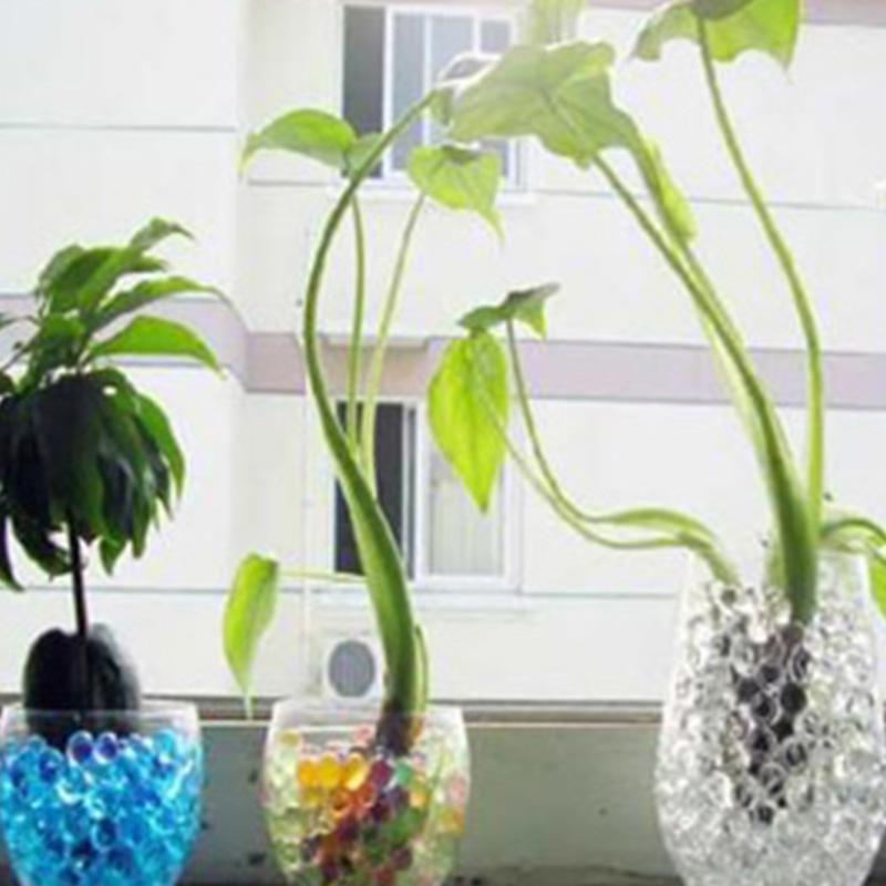 Piante da interni