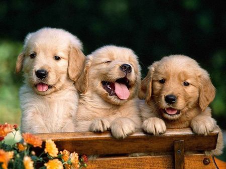 Golden retriever en venta