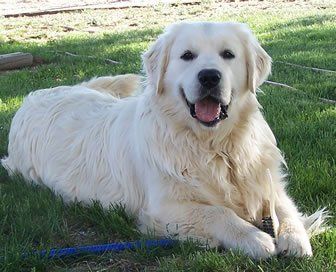 Criaderos de perros golden retriever
