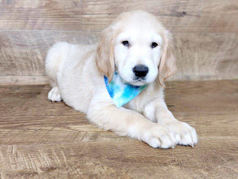 golden retriever en Estado de Mexico
