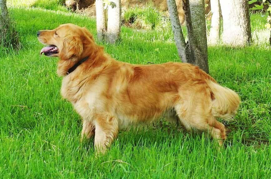 golden retriever en La Paz