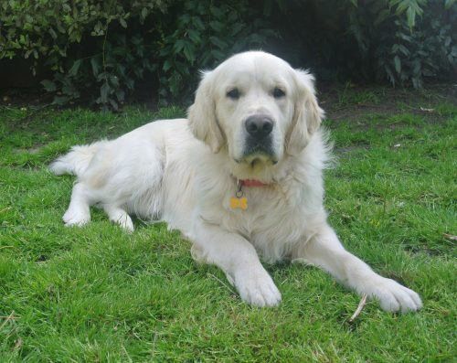 golden retriever en Leon Juanajuato