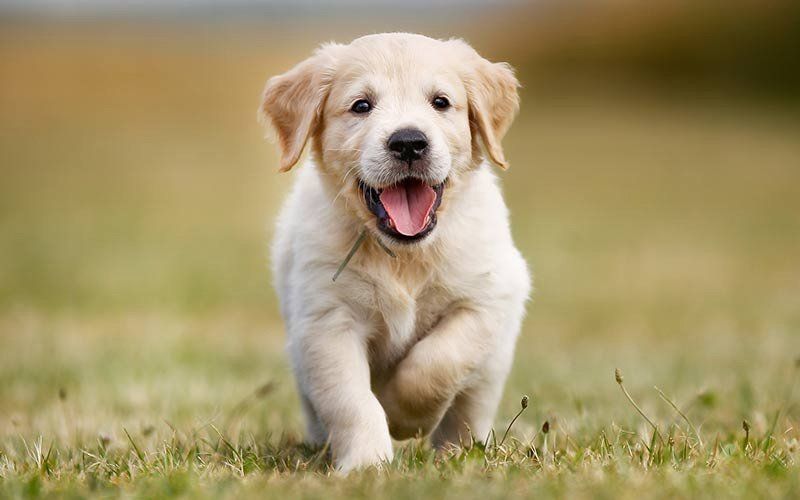 golden retriever en venta