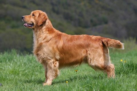 perros golden retriever en mexico