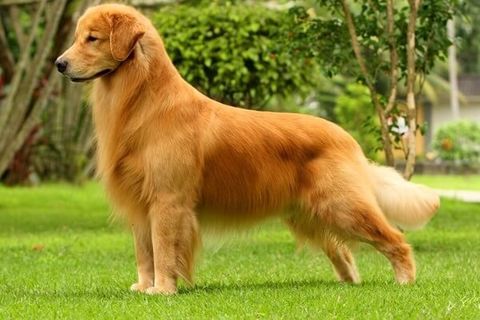 perros golden retriever en mexico