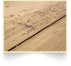 Woodworm