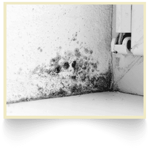 Black mould on walls