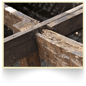 Dry rot