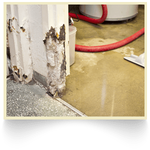 Wet rot