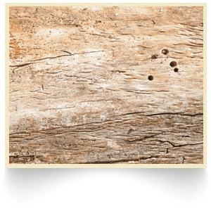 Woodworm