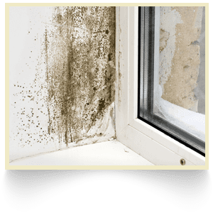 Wet rot