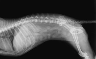 Animal Xray