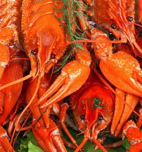 lobsters lobsters