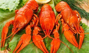 three whole lobsters three whole lobsters