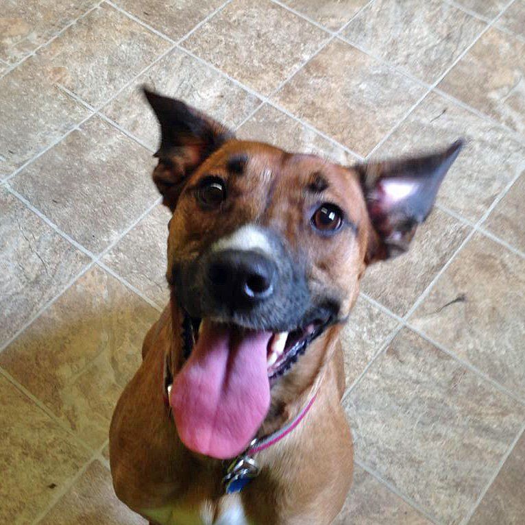 doggie daycare in Vermont