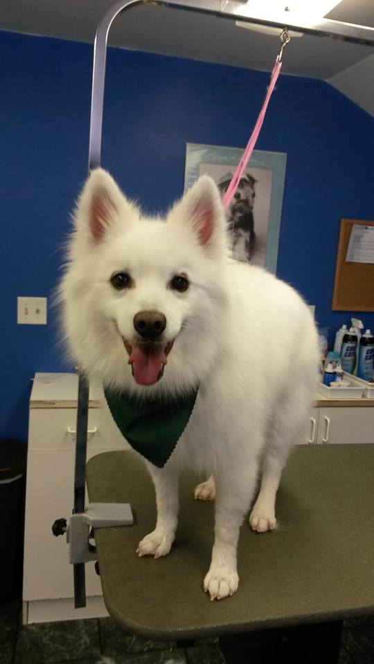 dog grooming in Vermont