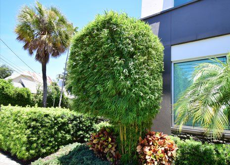 Garden — Long Island, NY — Bamboo Removal and Landscaping Design in Long Island by Jose Benitez Garden — Long Island, NY — Bamboo Removal and Landscaping Design in Long Island by Jose Benitez