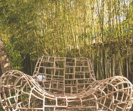 Bamboos — Long Island, NY — Bamboo Removal and Landscaping Design in Long Island by Jose Benitez Bamboos — Long Island, NY — Bamboo Removal and Landscaping Design in Long Island by Jose Benitez