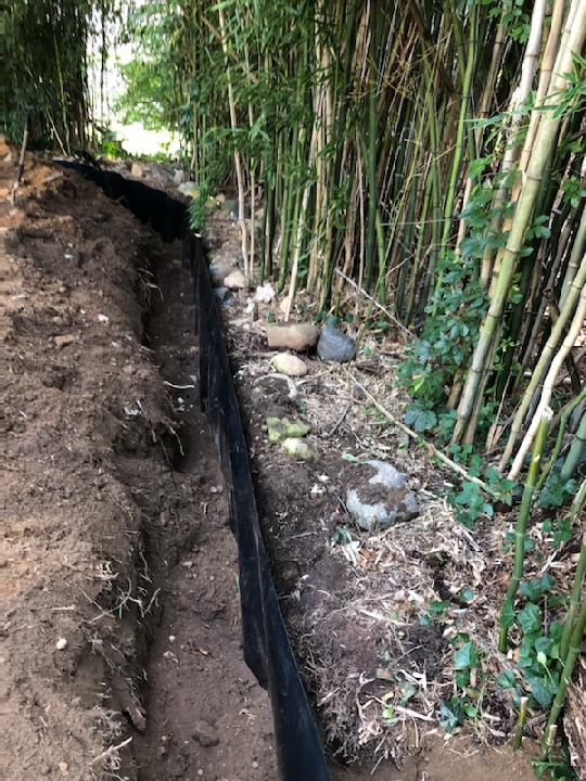 Plants — Long Island, NY — Bamboo Removal and Landscaping Design in Long Island by Jose Benitez