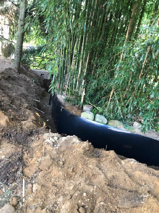 Bamboo Plants — Long Island, NY — Bamboo Removal and Landscaping Design in Long Island by Jose Benitez