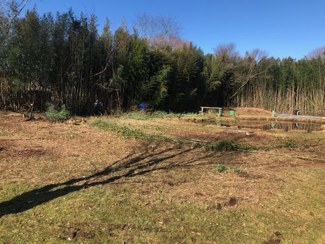 Wide Area — Long Island, NY — Bamboo Removal and Landscaping Design in Long Island by Jose Benitez