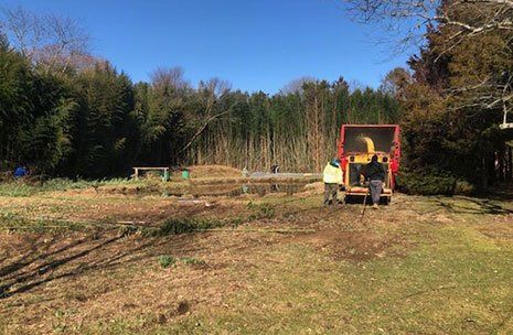 Removal of Bamboos — Long Island, NY — Bamboo Removal and Landscaping Design in Long Island by Jose Benitez Removal of Bamboos — Long Island, NY — Bamboo Removal and Landscaping Design in Long Island by Jose Benitez