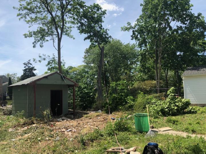 Shed with Trees — Long Island, NY — Bamboo Removal and Landscaping Design in Long Island by Jose Benitez