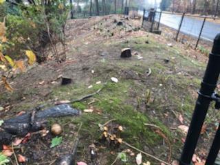 Ongoing Removal of Trees — Long Island, NY — Bamboo Removal and Landscaping Design in Long Island by Jose Benitez