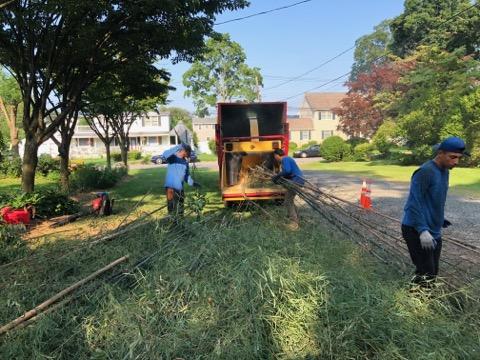 Workers Cutting the Bamboo — Long Island, NY — Bamboo Removal and Landscaping Design in Long Island by Jose Benitez
