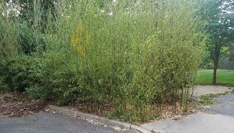 Bamboo Plant Removal — Long Island, NY — Bamboo Removal and Landscaping Design in Long Island by Jose Benitez Bamboo plants waiting for removal services in Greenpoint, NY