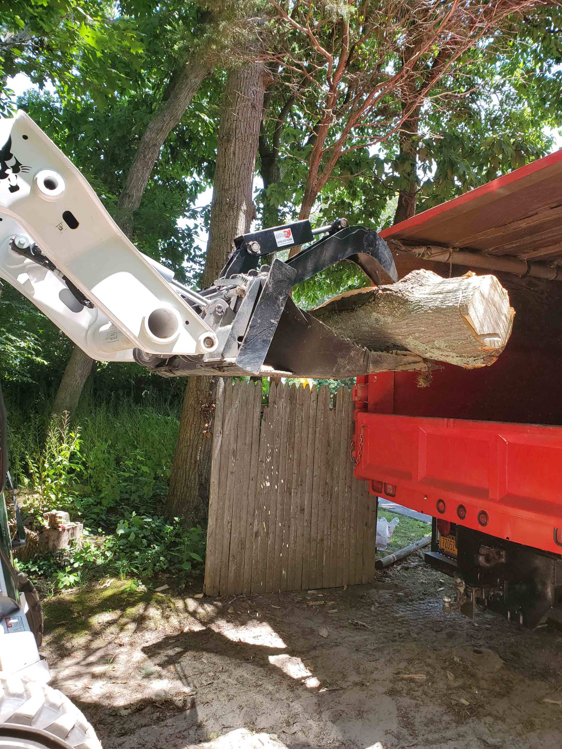 Cut Bamboo Plant — Long Island, NY — Bamboo Removal and Landscaping Design in Long Island by Jose Benitez
