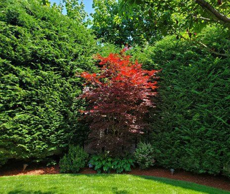 Trees — Long Island, NY — Bamboo Removal and Landscaping Design in Long Island by Jose Benitez Trees — Long Island, NY — Bamboo Removal and Landscaping Design in Long Island by Jose Benitez