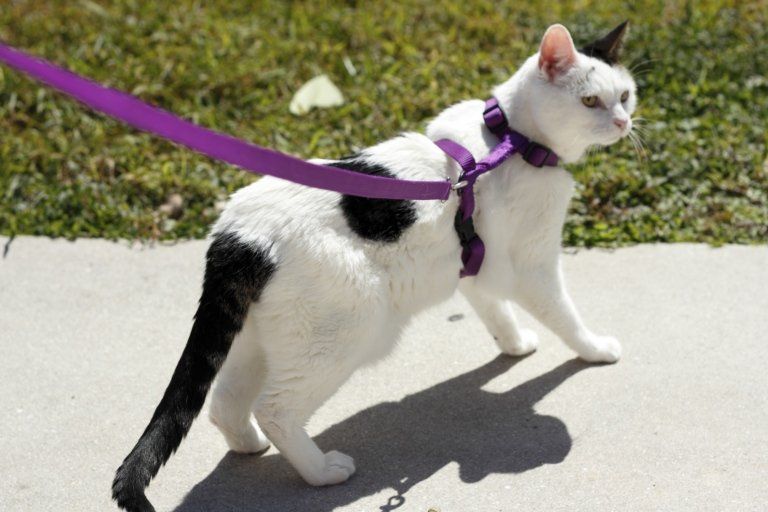guinzagli per gatti