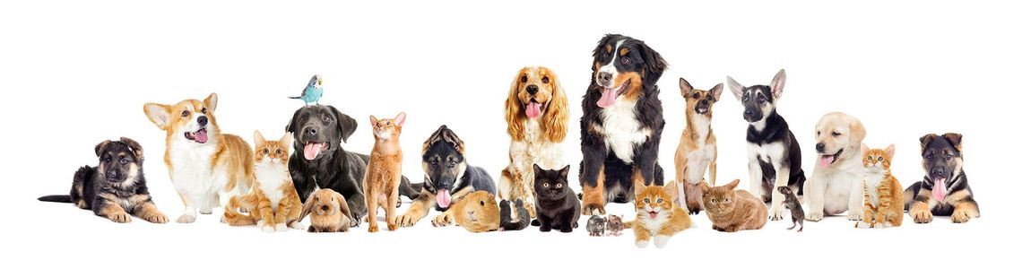 animali domestici