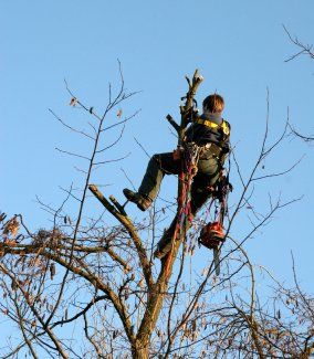 man-prunning-branches man-prunning-branches