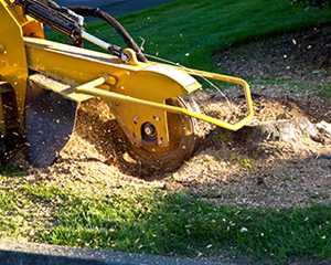 stump-grindng-services stump-grindng-services