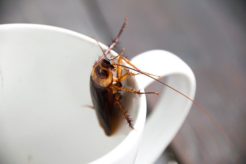pest control specialists | Gympie