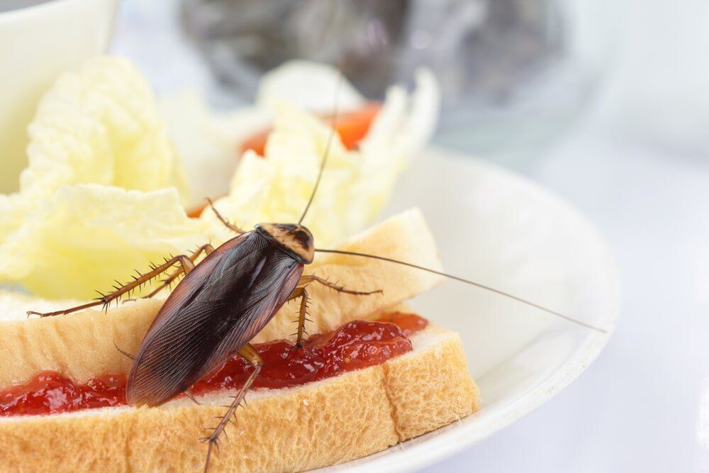 professional cockroach treatment gympie