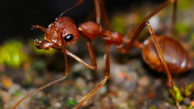 professional ant treatment gympie