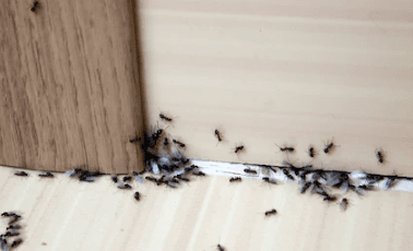 ant removal gympie
