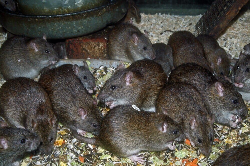 Rodent Control | Gympie