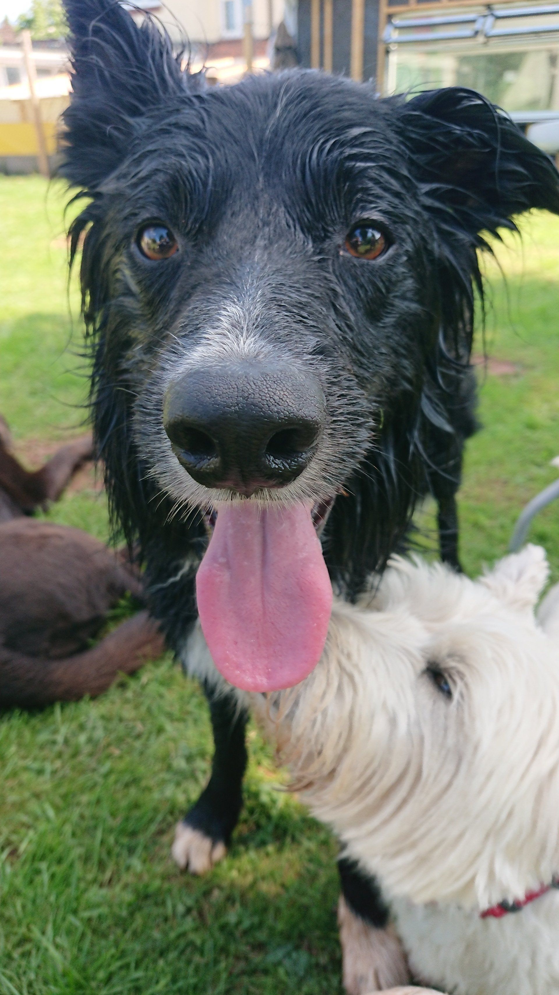 Kennels