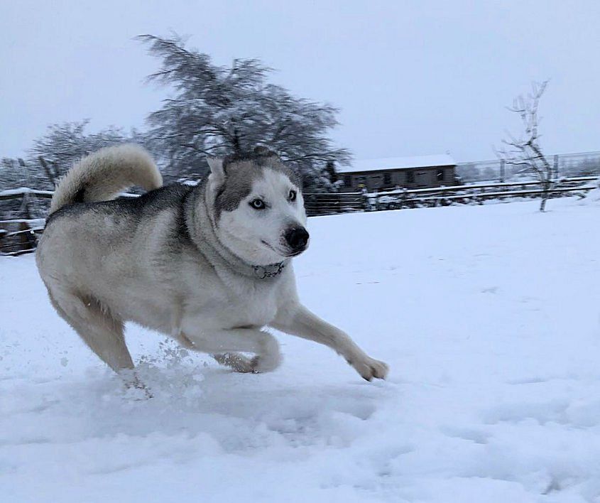 Kennels