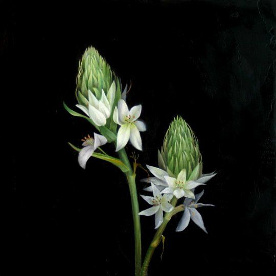Bethlehem Star Dark, 2016, 12 inches by 12 inches, oil on panel