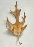 2015 Faith Scott Jessup Gallery